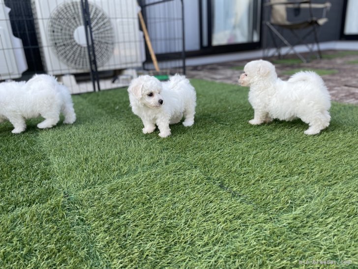 鈴木陽子ブリーダーのブログ：お迎え待ち最後1匹💖