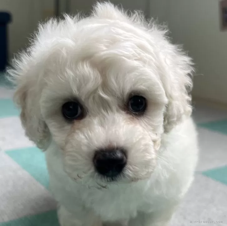 ID：2508-01838の子犬