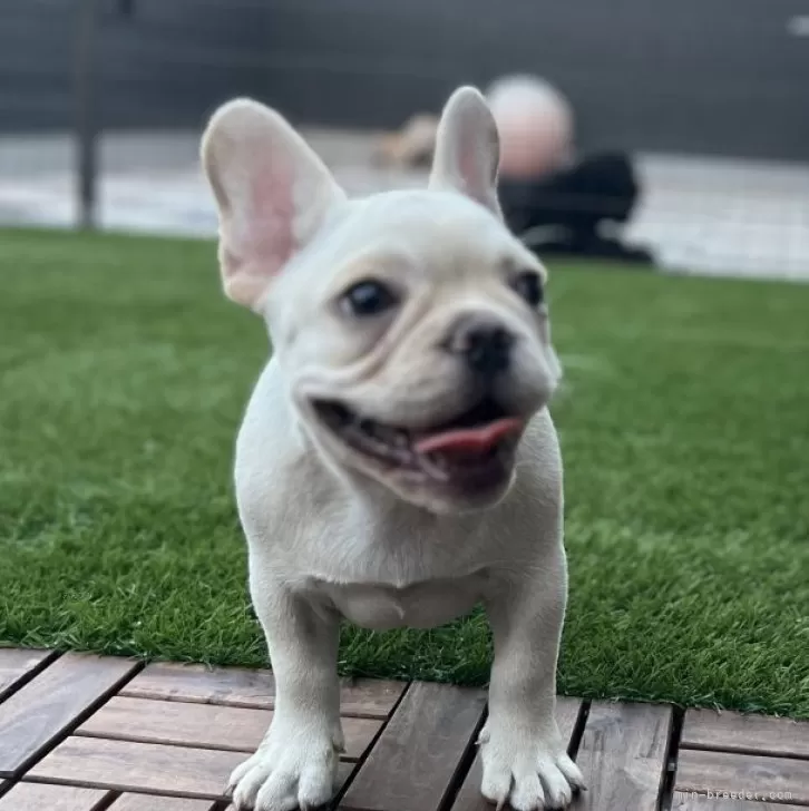 ID：2505-04421の子犬