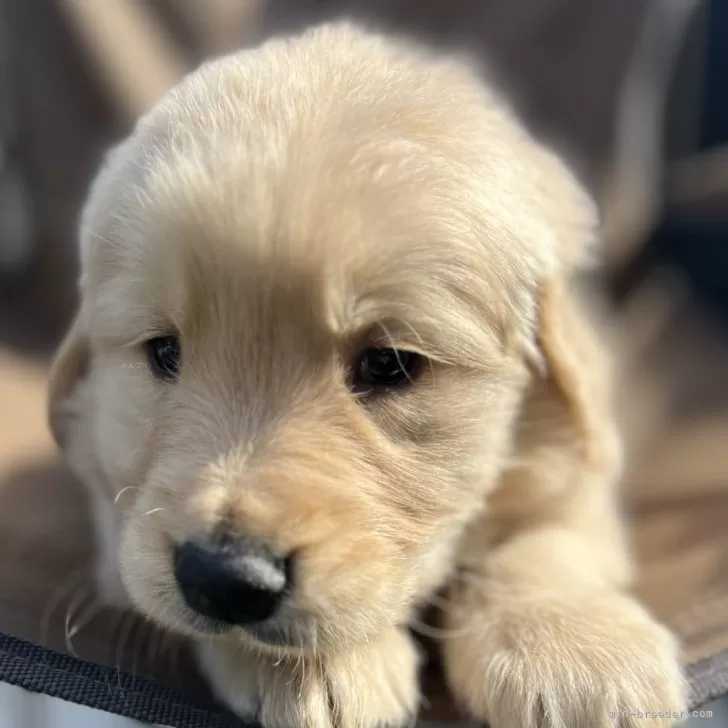 K.M 様のお迎えした子犬