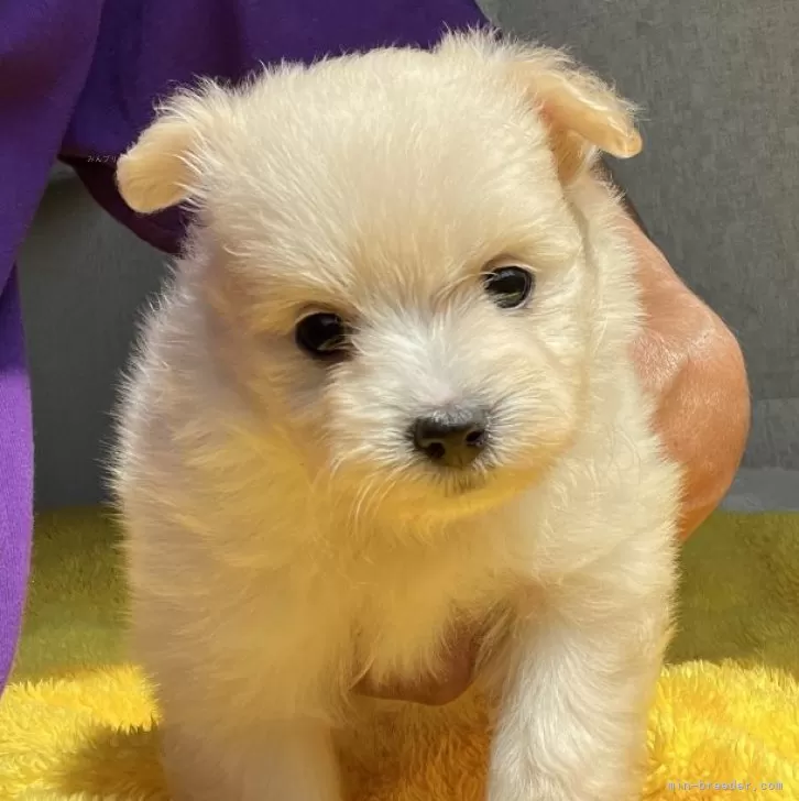 ID：2505-01735の子犬