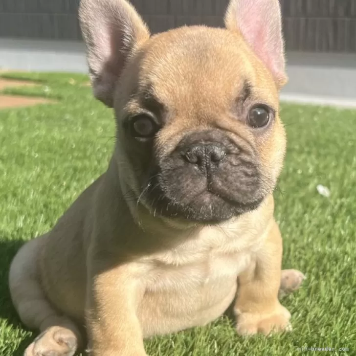 ID：2411-04122の子犬