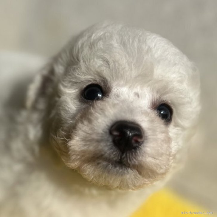 ブリーダー画像