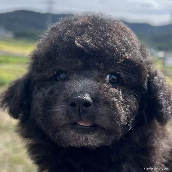 ID:2509-06374の子犬