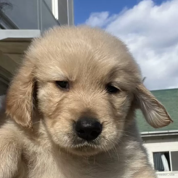 N.C 様のお迎えした子犬