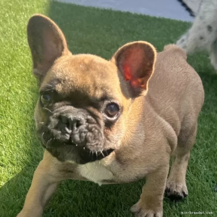 ID：2502-06028の子犬