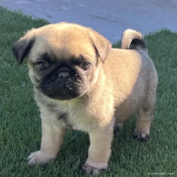 ID:2412-03682の子犬