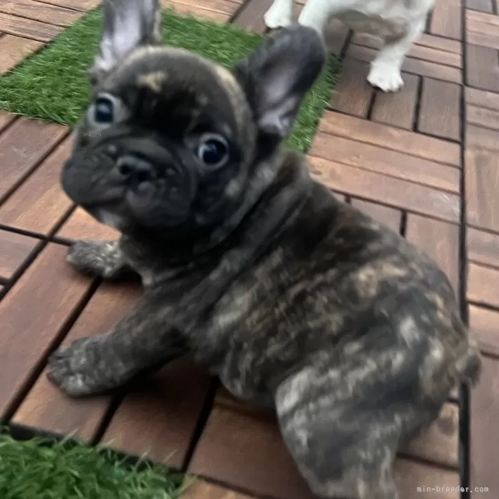 ID：2508-05246の子犬
