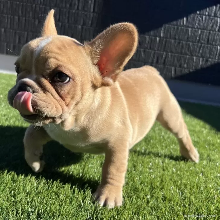 り 様のお迎えした子犬