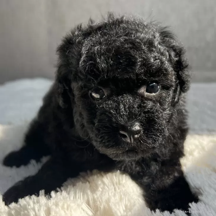 ID:2508-02509の子犬