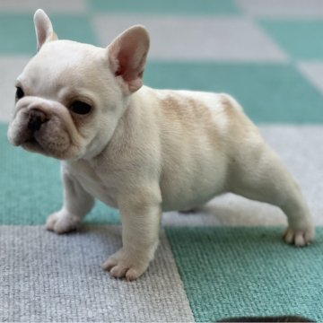フレンチブルドッグ【茨城県・男の子・2025年6月20日・クリームアンドフォーン】の写真「コンパクトサイズをお探しの方にオススメ👍」