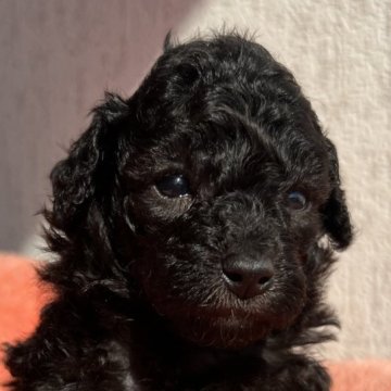 トイプードル(トイ)【茨城県・女の子・2025年10月17日・シルバー】の写真「成犬までに3回変化する特別なカラー」