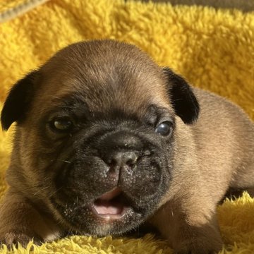 フレンチブルドッグ【茨城県・男の子・2025年11月4日・フォーン】の写真「レッドフォーンの男の子」