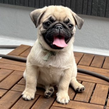パグ