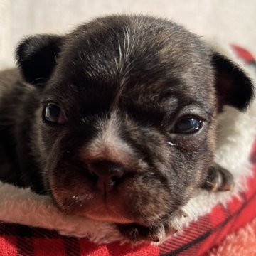 フレンチブルドッグ【茨城県・男の子・2025年10月28日・ブリンドルホワイト♥】の写真「いかつさ満載🤲」