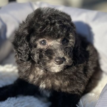 トイプードル(トイ)【茨城県・女の子・2025年10月17日・シルバー】の写真「毛量たっぷりのシルバー女の子」