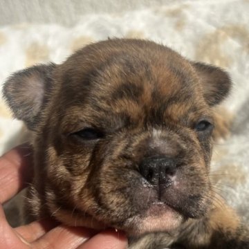 フレンチブルドッグ【茨城県・男の子・2025年10月28日・タイガーブリンドル】の写真「フォーンにブラック刺し毛♡希少ブリンドル」