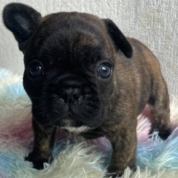 フレンチブルドッグ【茨城県・男の子・2025年10月27日・タイガーブリンドル】の写真「ムチころ男子」