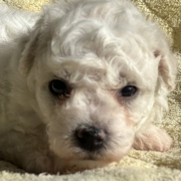 ビションフリーゼ【茨城県・女の子・2025年10月12日・ホワイト】の写真「真っ白なもふもふ天使🪽」