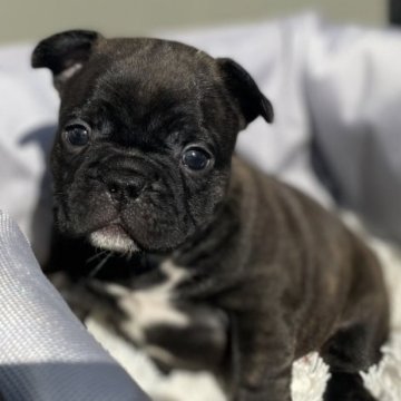 フレンチブルドッグ【茨城県・男の子・2025年11月4日・ブリンドル】の写真「ブリンドルホワイト」