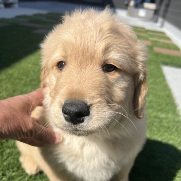ゴールデンドゥードル(プードル×ゴールデンレトリバー)【茨城県・男の子・2025年1月2日・ゴールデン】の写真「🈹3月5日までにお迎え可能な方に限り2万円引き」