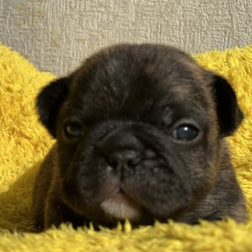 フレンチブルドッグ【茨城県・男の子・2025年10月27日・ブリンドル♥】の写真「シルバーっぽい刺し毛」