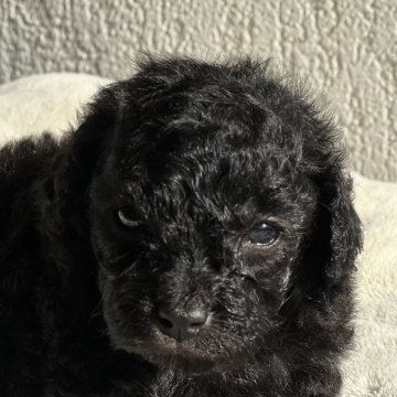 トイプードル(トイ)【茨城県・女の子・2025年10月17日・シルバー】の写真「成犬までに3回変化する特別なカラー」