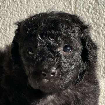 トイプードル(トイ)【茨城県・女の子・2025年10月17日・シルバー】の写真「成犬までに3回変化する特別なカラー」