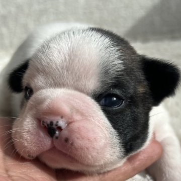 フレンチブルドッグ【茨城県・男の子・2025年10月27日・パイド】の写真「白黒はっきりパイドくん⭐︎」