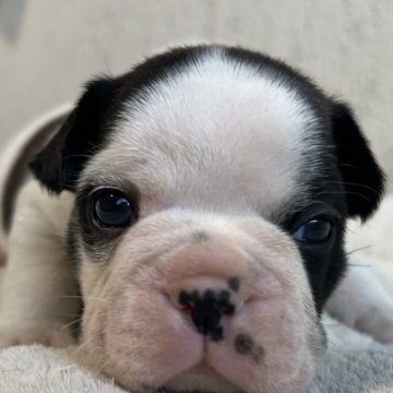 フレンチブルドッグ【茨城県・男の子・2025年10月27日・パイド♥】の写真「白黒はっきりパイドくん⭐︎」