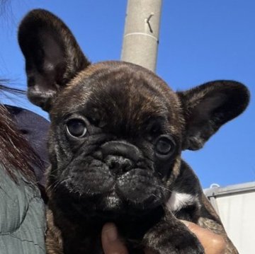 フレンチブルドッグ【茨城県・男の子・2025年10月27日・タイガーブリンドル】の写真「ムチころ男子」