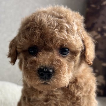 トイプードル(トイ)【茨城県・女の子・2025年9月20日・レッド】の写真「レッド」