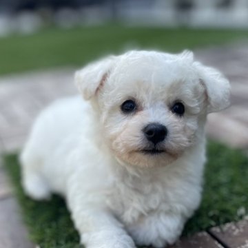 ビションフリーゼ【茨城県・女の子・2025年10月12日・ホワイト】の写真「真っ白なもふもふ天使🪽🪽」