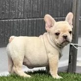 フレンチブルドッグ