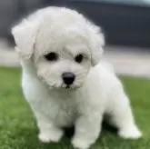 ビションフリーゼ