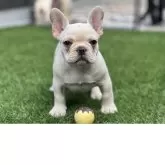 フレンチブルドッグ