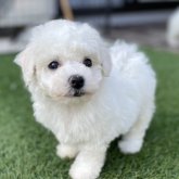 ビションフリーゼ