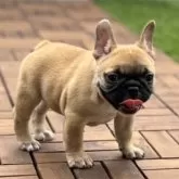 フレンチブルドッグ