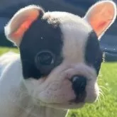 フレンチブルドッグ【茨城県・女の子・2024年11月10日・パイド】の写真1