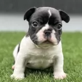 フレンチブルドッグ