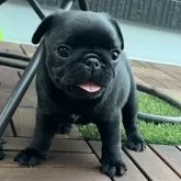パグ