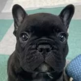 フレンチブルドッグ