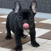 フレンチブルドッグ