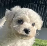 ビションフリーゼ【茨城県・女の子・2025年10月12日・ホワイト】の写真1「マイクロチップ末尾515476」