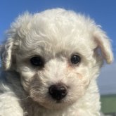 ビションフリーゼ