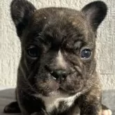 フレンチブルドッグ