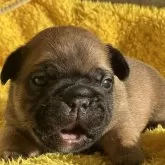 フレンチブルドッグ