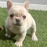 フレンチブルドッグ【茨城県・男の子・2025年1月3日・クリーム】の写真1
