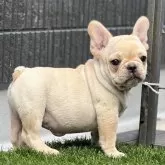 フレンチブルドッグ