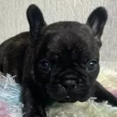 フレンチブルドッグ